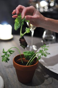 noma copenhagen radish soil grass