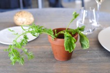 noma copenhagen edible soil