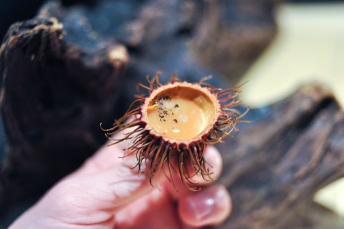 next vegan earl grey rambutan