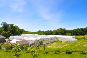 blue hill stone barns greenhouses