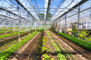 blue hill stone barns greenhouse