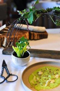 blue hill farm weeds shoots