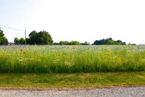 hof van cleve flower field