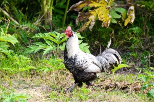 hof van cleve chicken